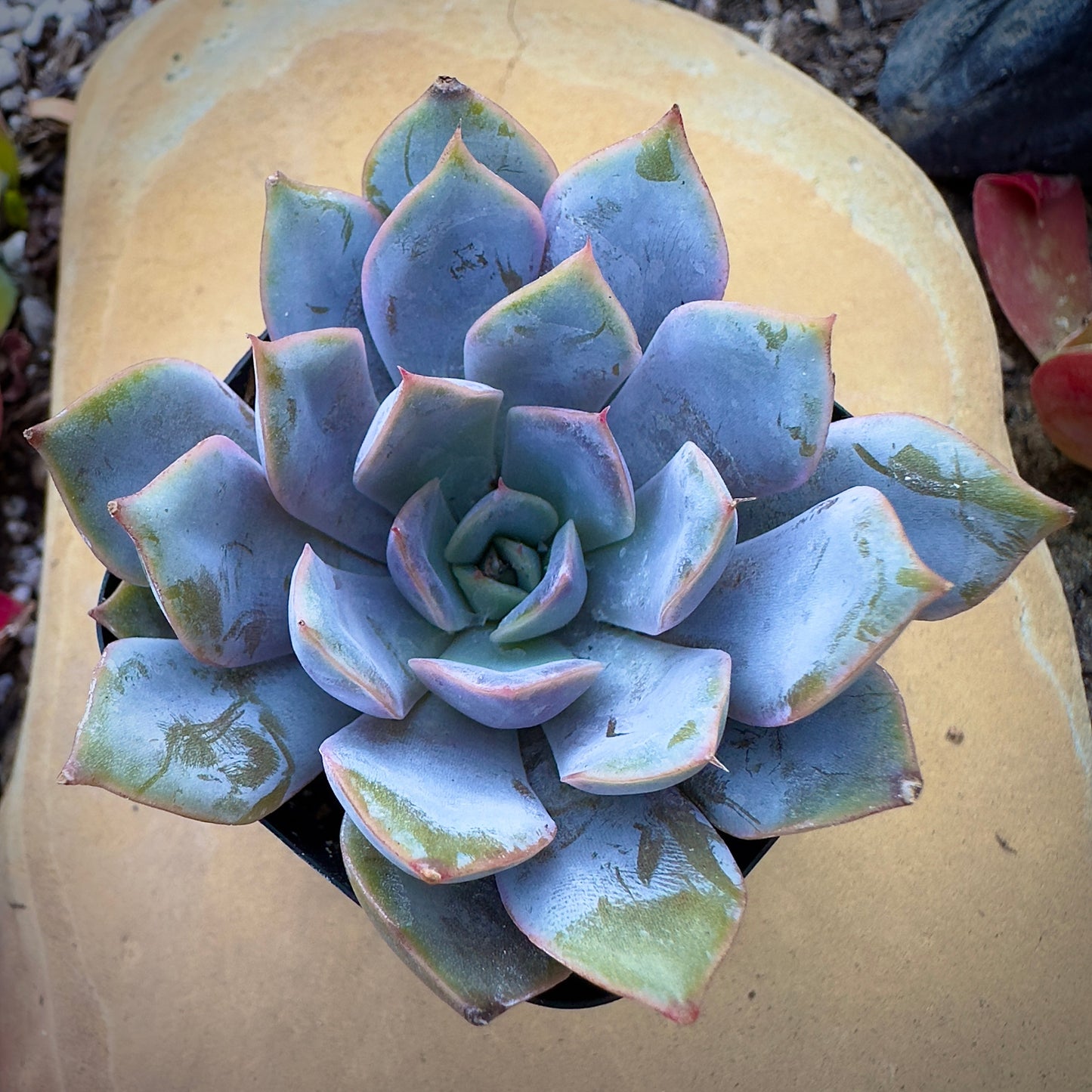 Echeveria Orion