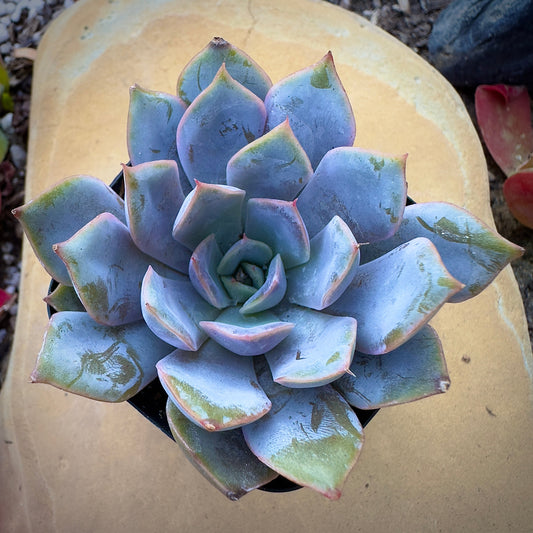 Echeveria Orion