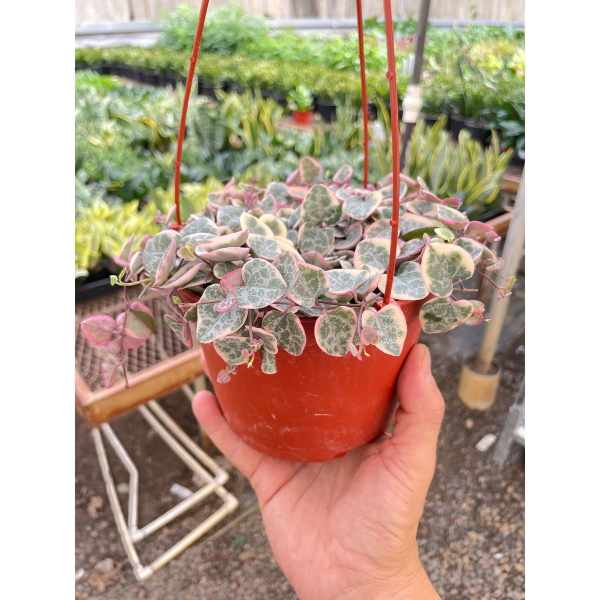 String of Hearts Variegated