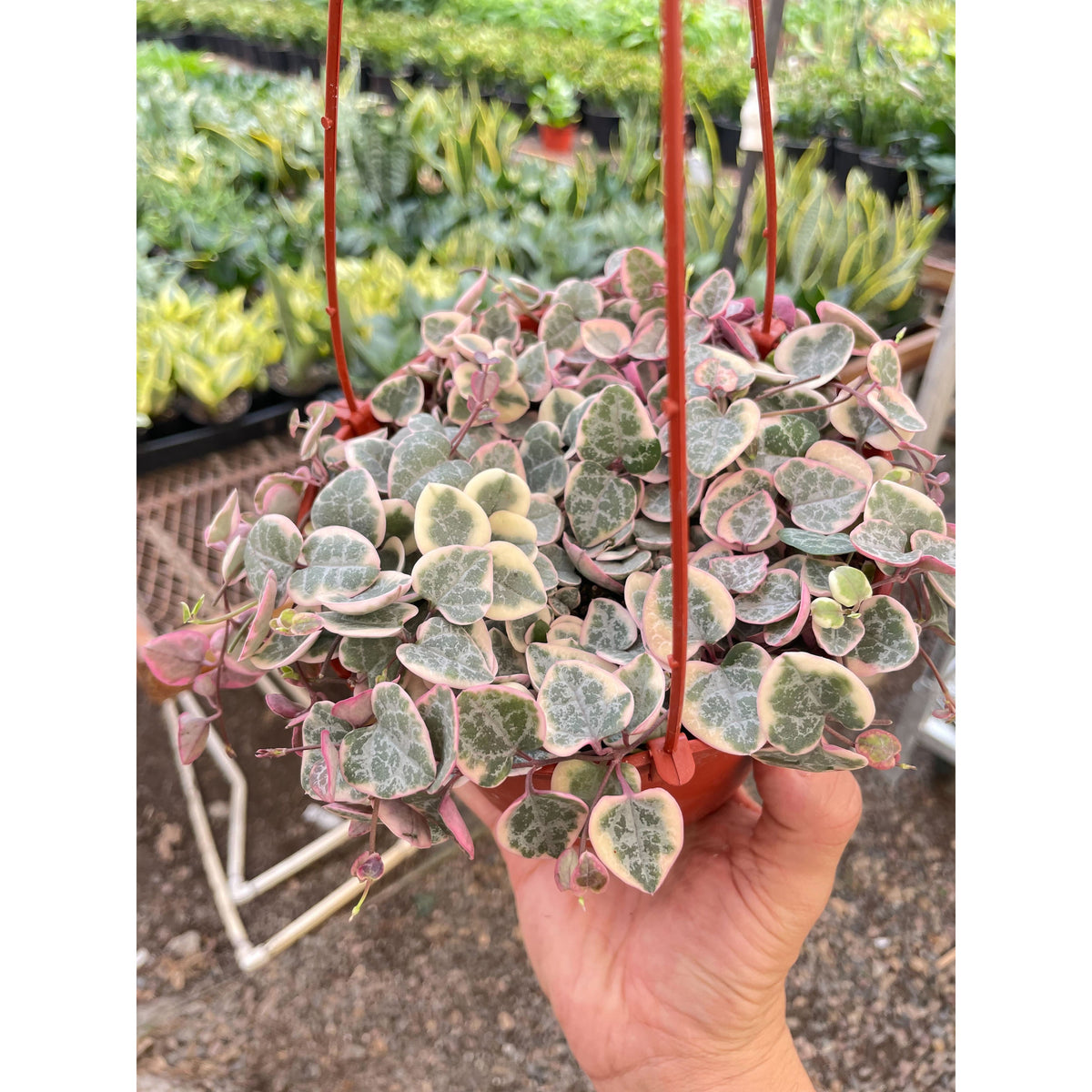 String of Hearts Variegated