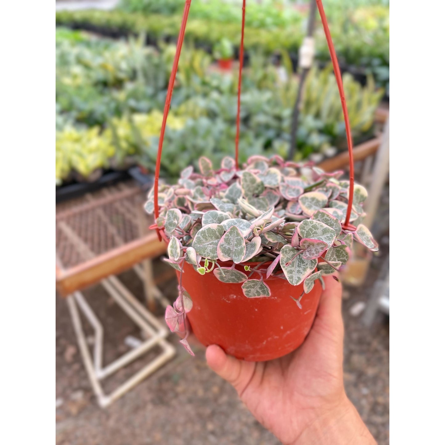 String of Hearts Variegated
