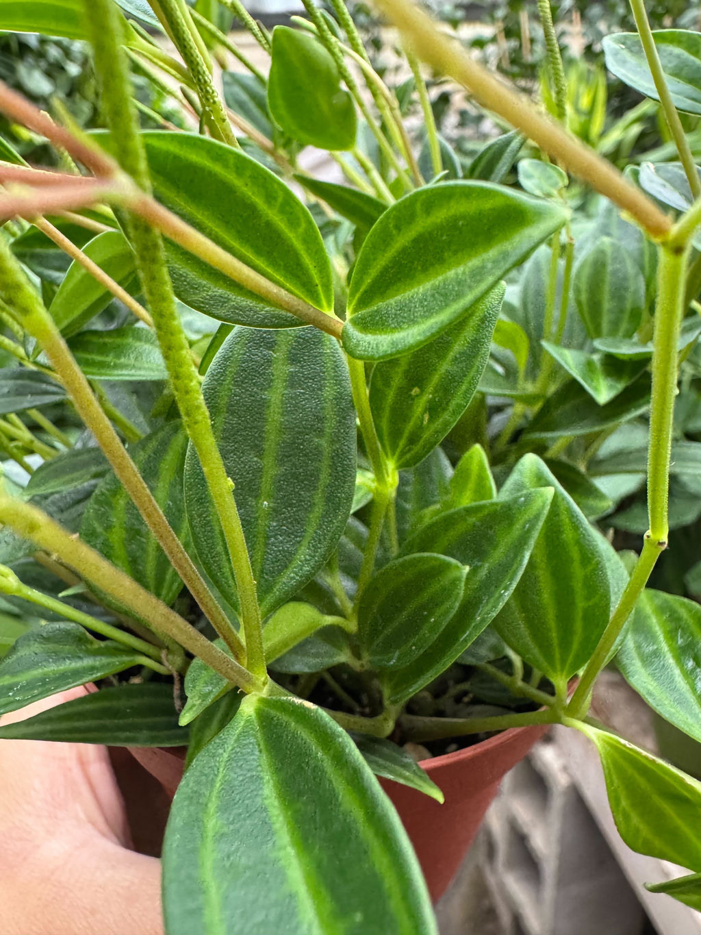 Peperomia 'Angulata'