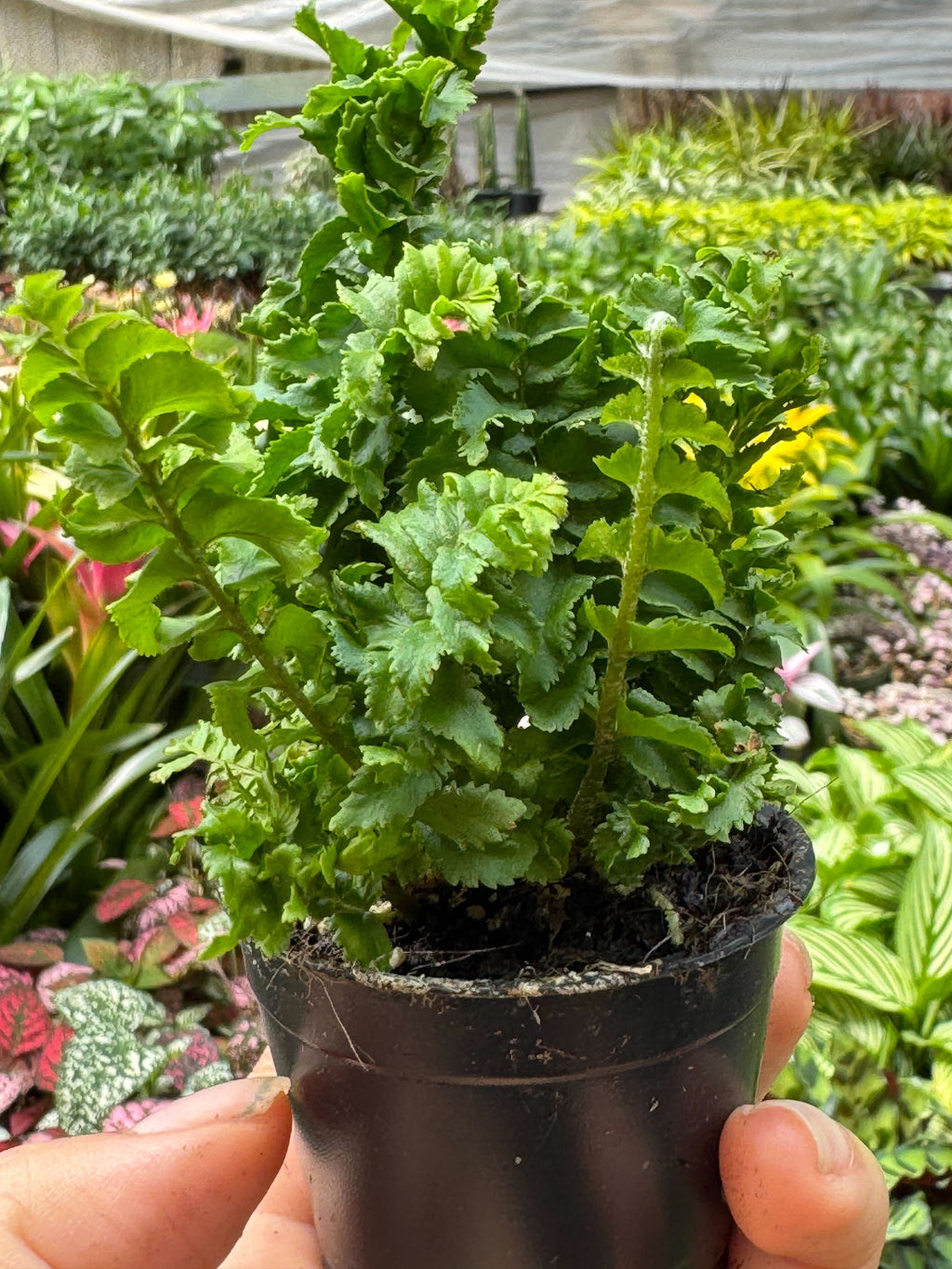 Fern 'Emina'
