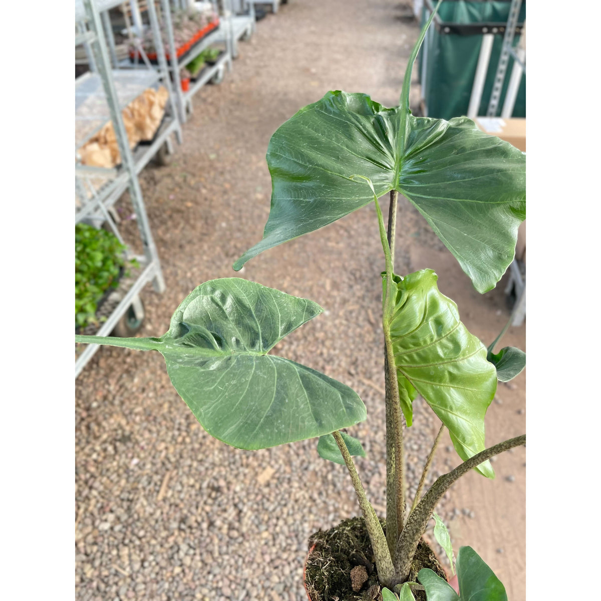 Alocasia macrorrhizos 'Stingray'