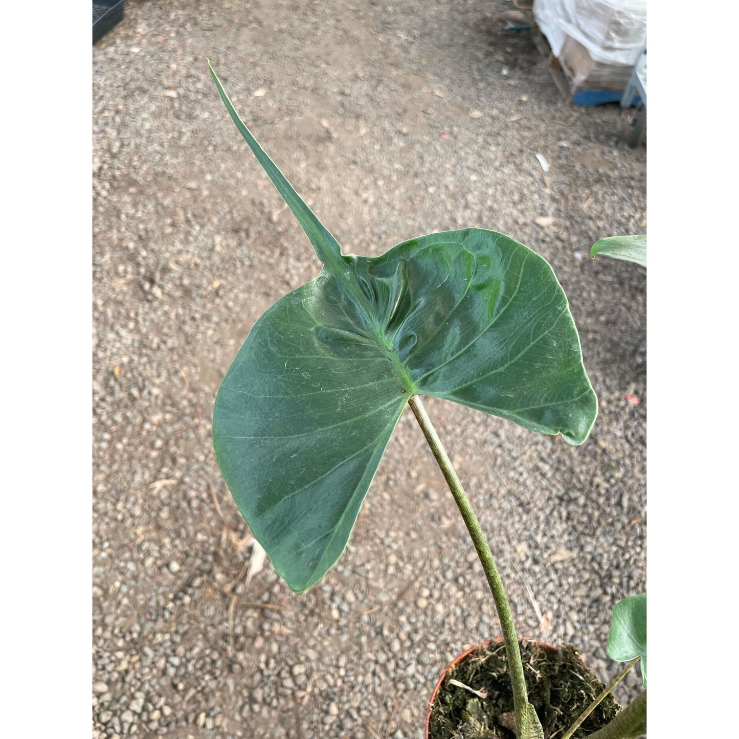 Alocasia macrorrhizos 'Stingray'
