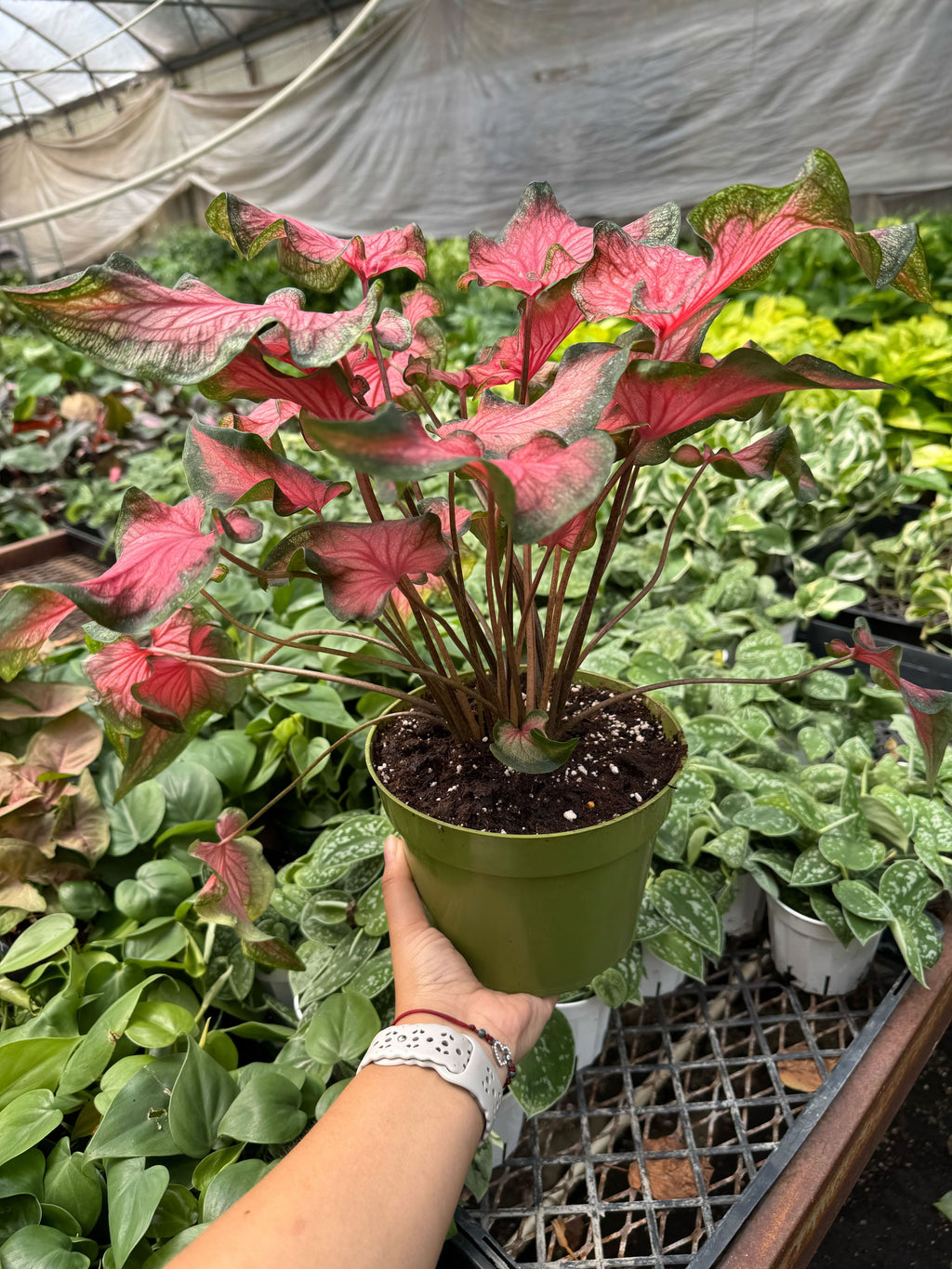 Caladium Red Flash