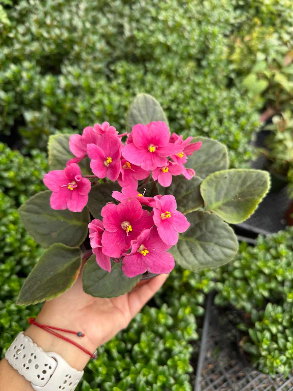 African Violet