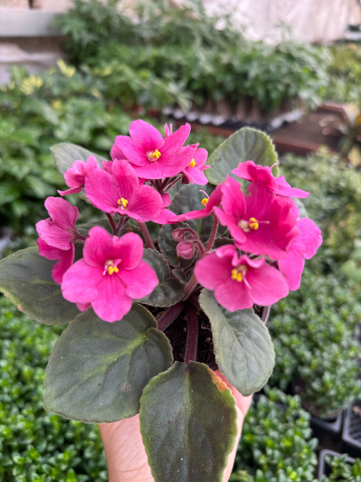 African Violet