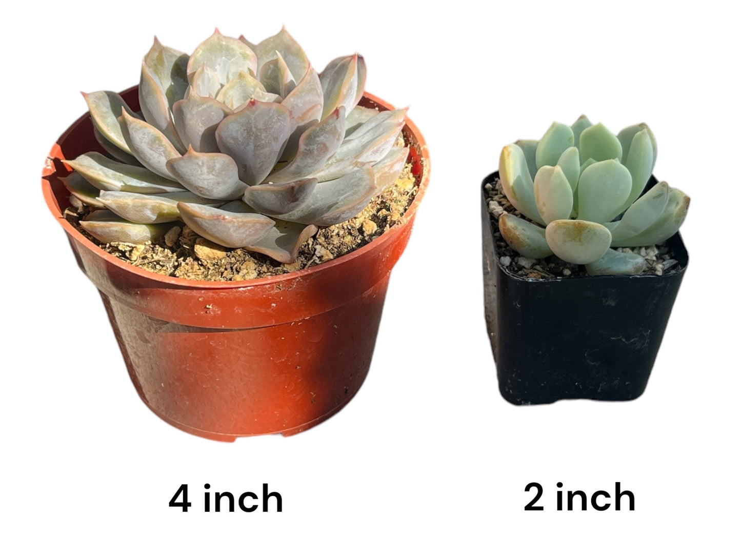 Bulk 4 inch Succulent Plants