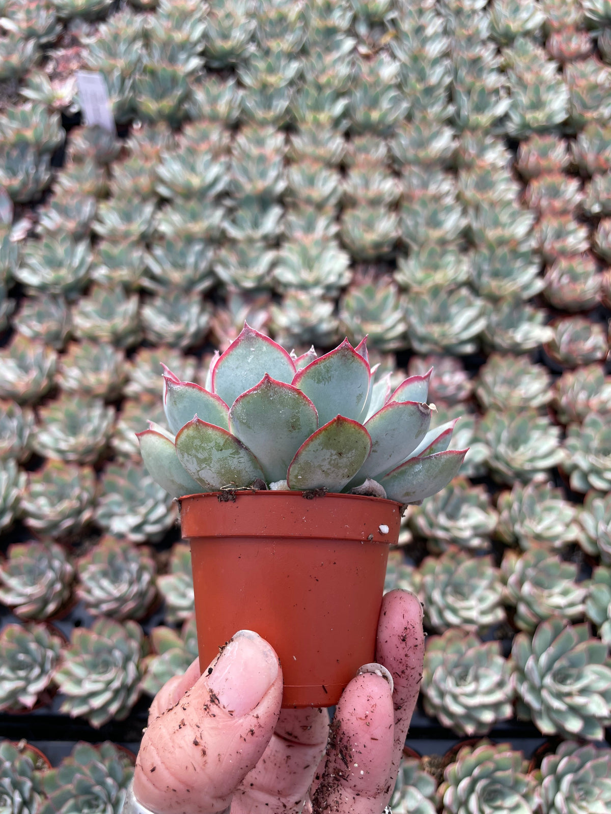 Echeveria Moonshine - Tray of 40