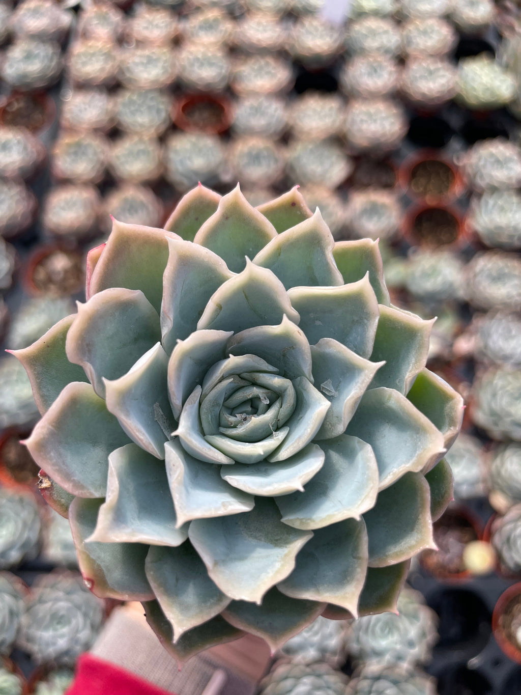 Echeveria Carino - Tray of 40