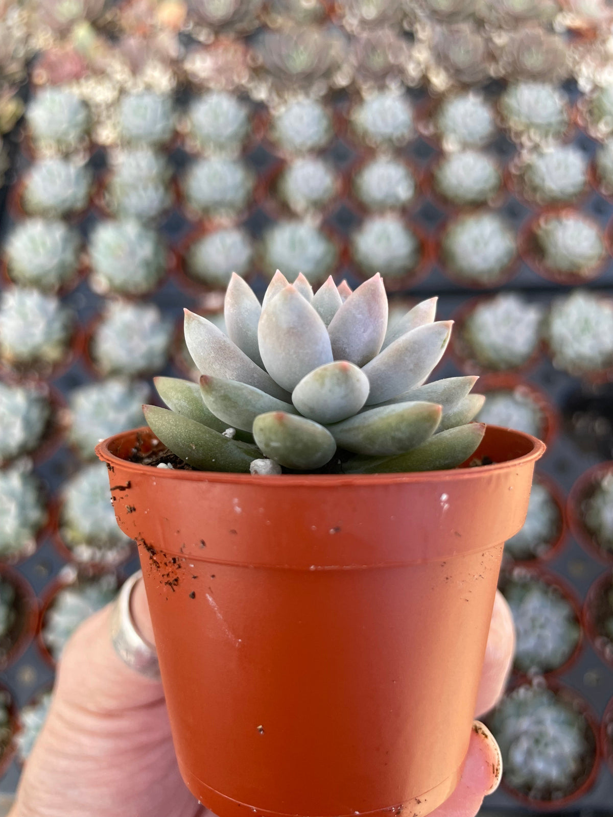 Echeveria Estrella - Tray of 40