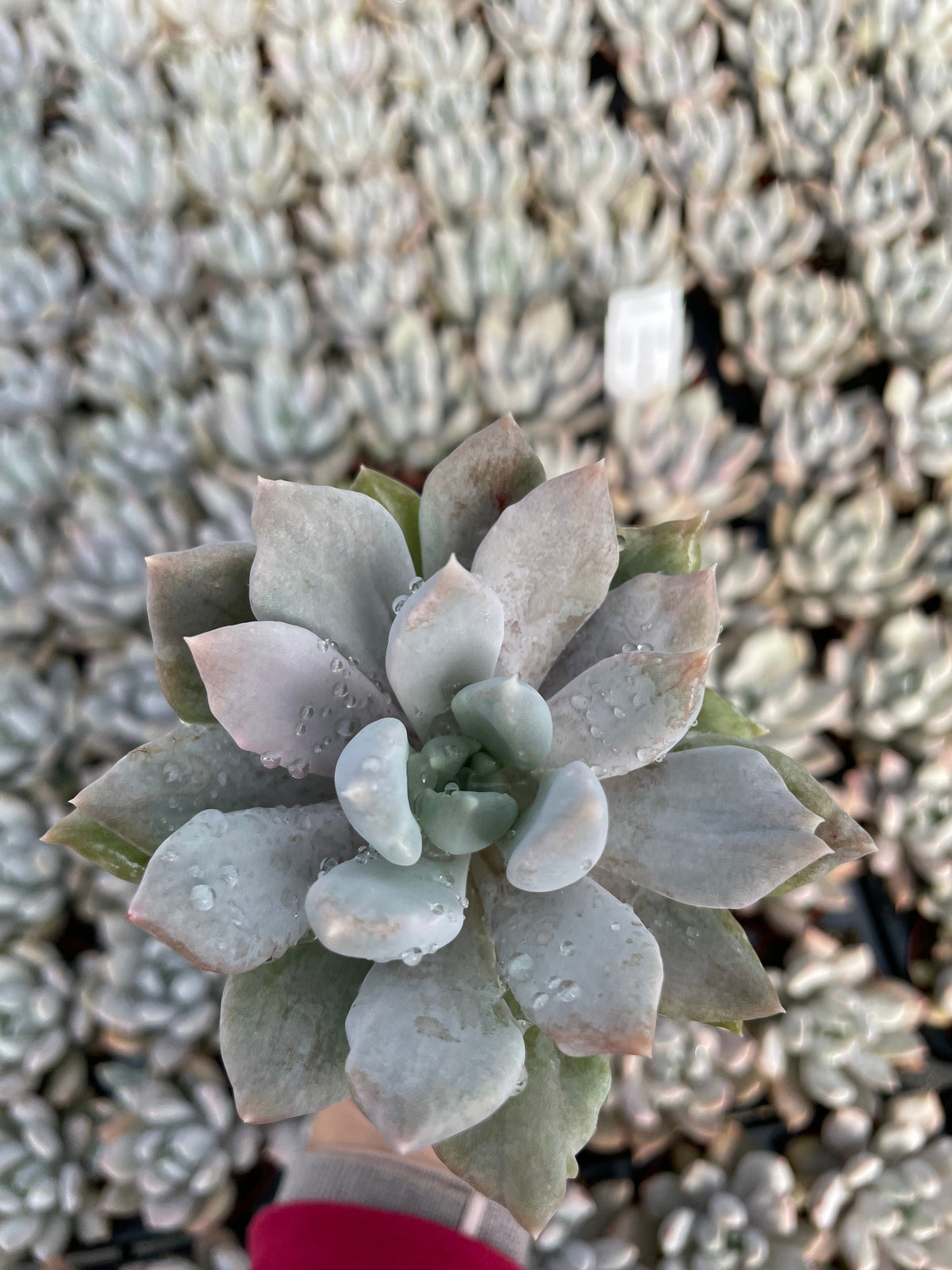 Echeveria Machette - Tray of 40