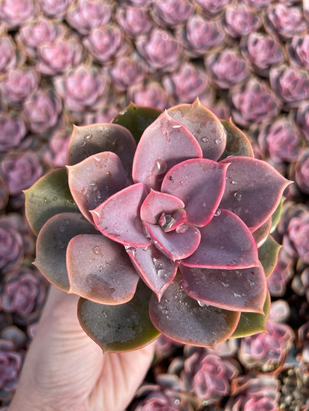 Echeveria Red Sky - Tray of 40