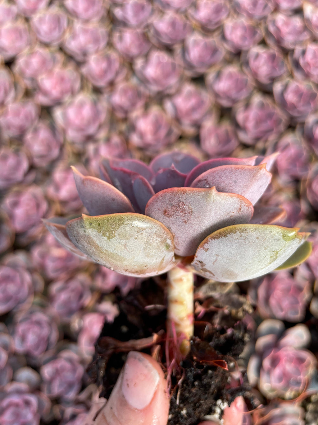 Echeveria Red Sky - Tray of 40