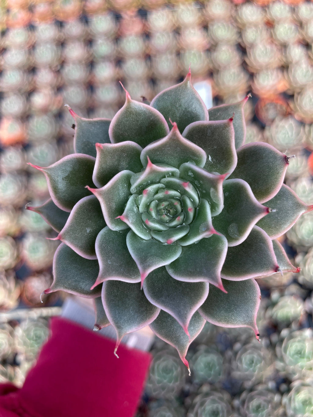 Echeveria Manana - Tray of 40