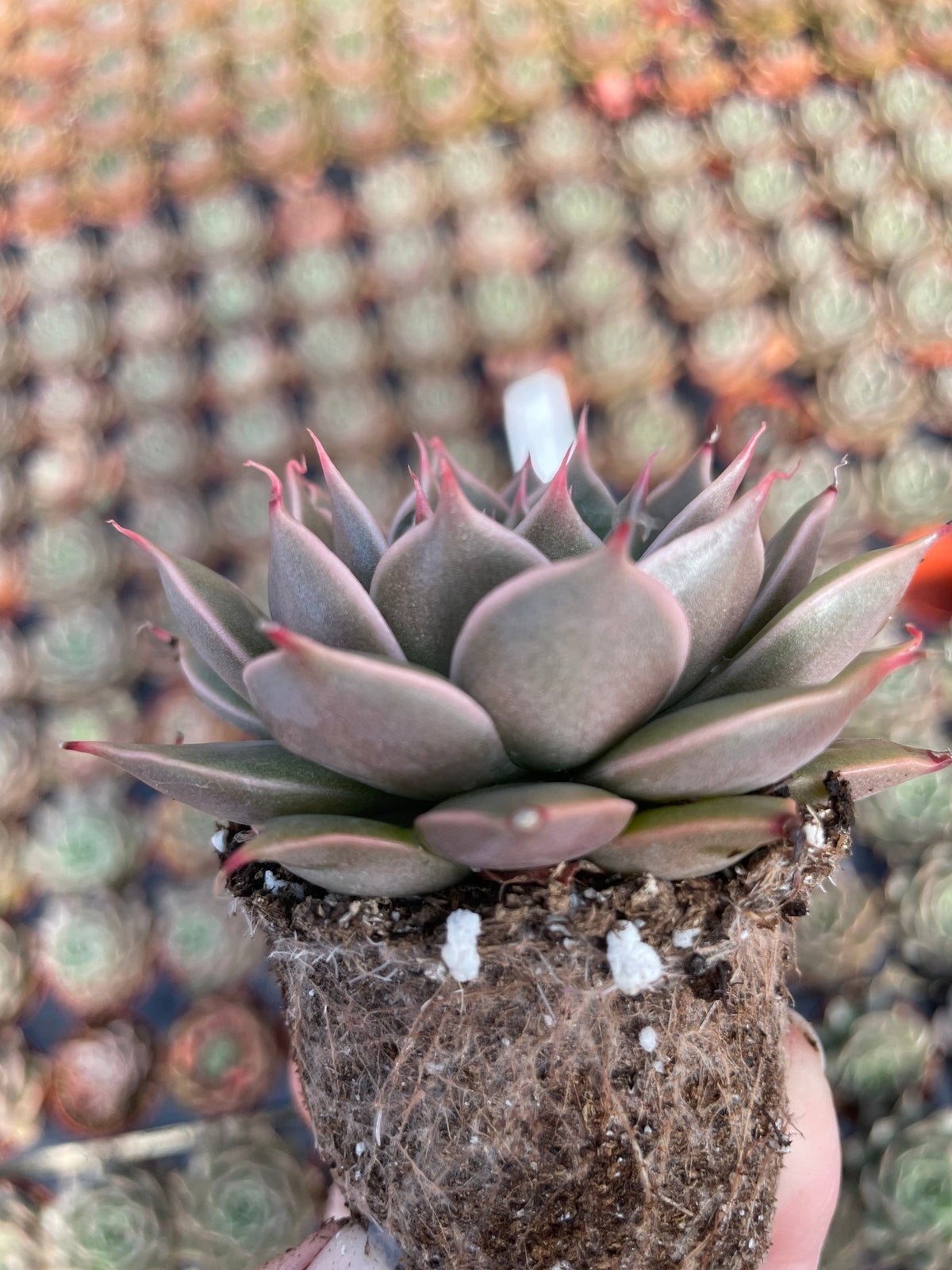 Echeveria Manana - Tray of 40