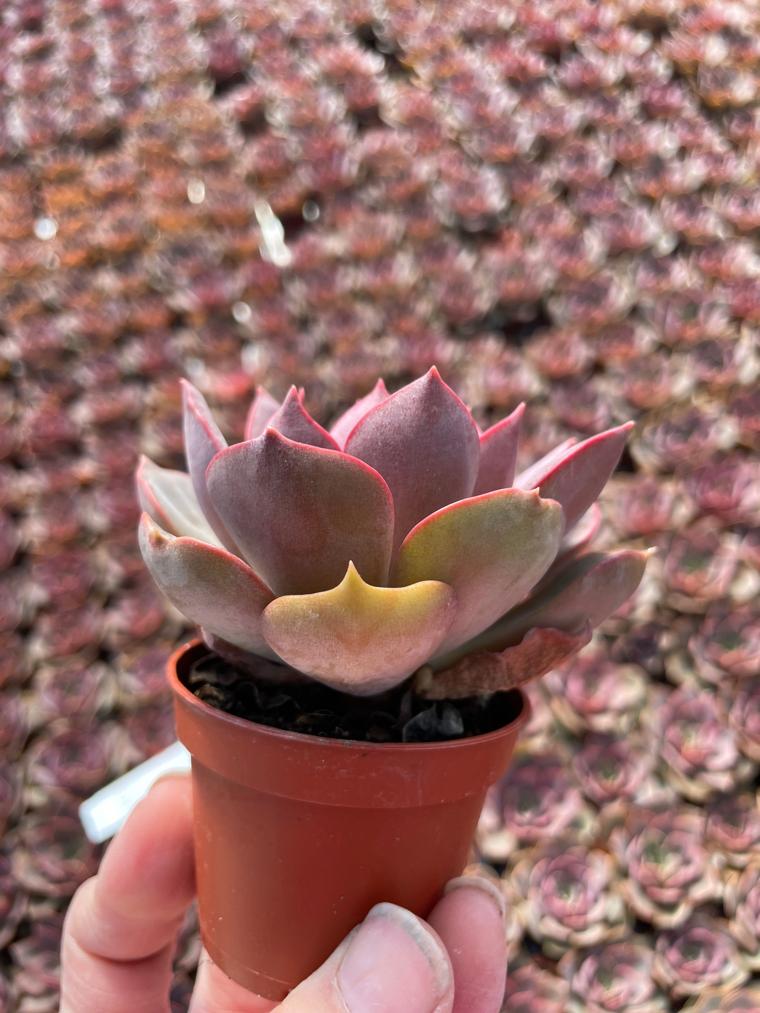 Echeveria Nina - Tray of 40