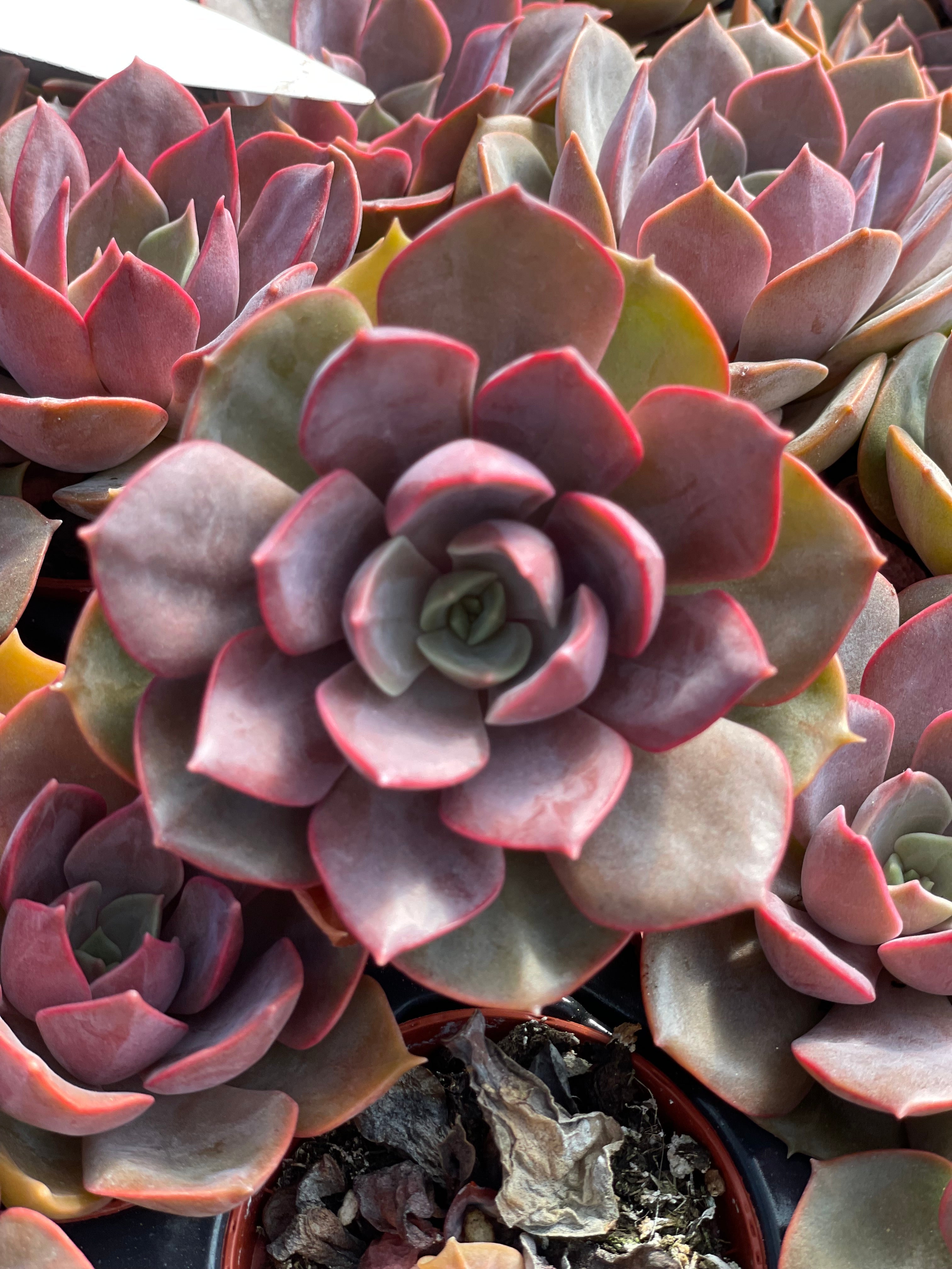 Echeveria Nina - Tray of 40
