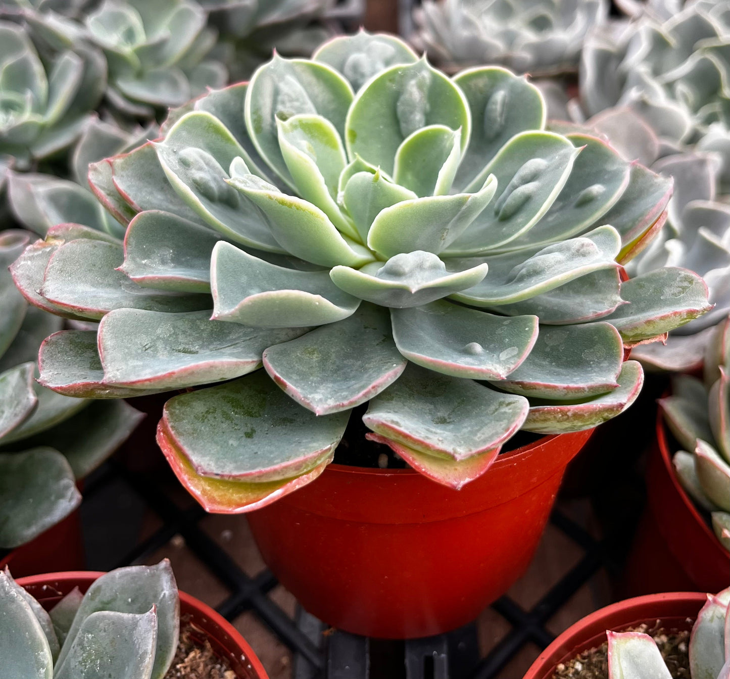 Echeveria Raindrops