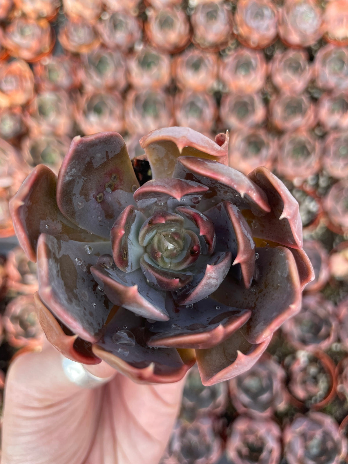 Echeveria Marom - Tray of 40