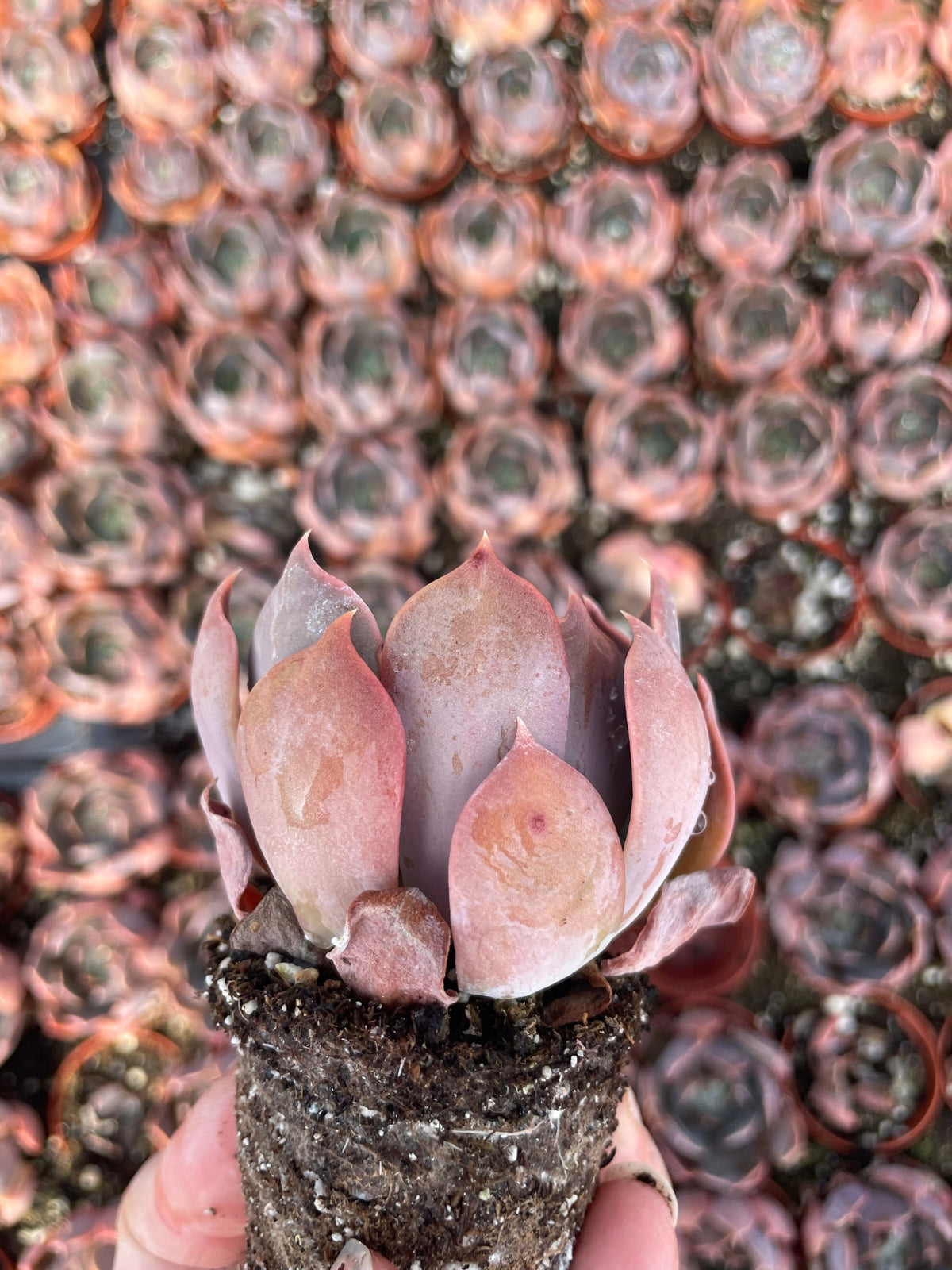 Echeveria Marom - Tray of 40