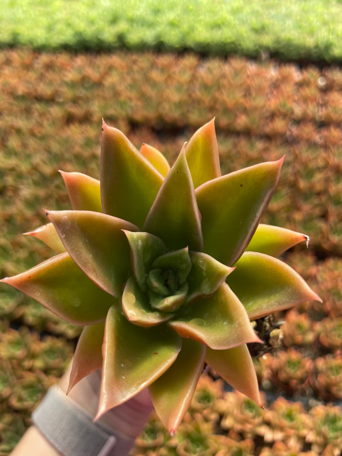 Echeveria Mexicana - Tray of 40