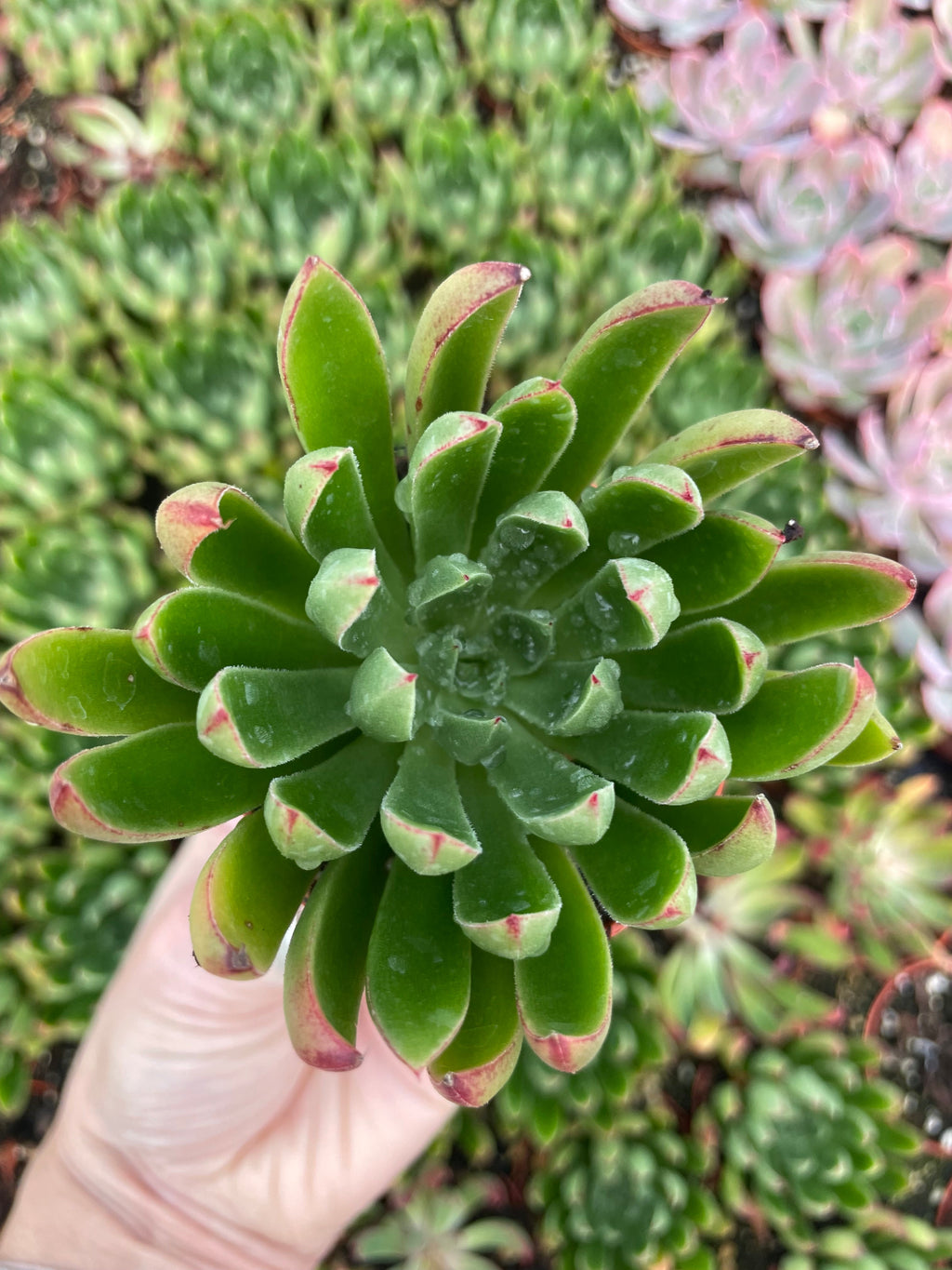 Echeveria Arco - Tray of 40