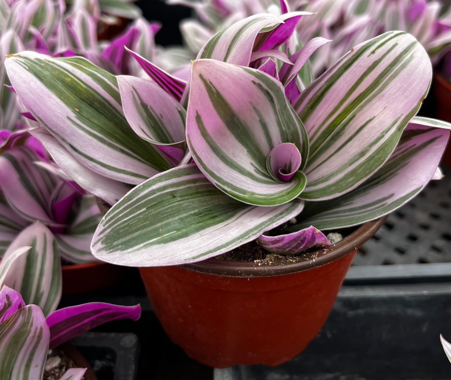 Tradescantia Zebrina