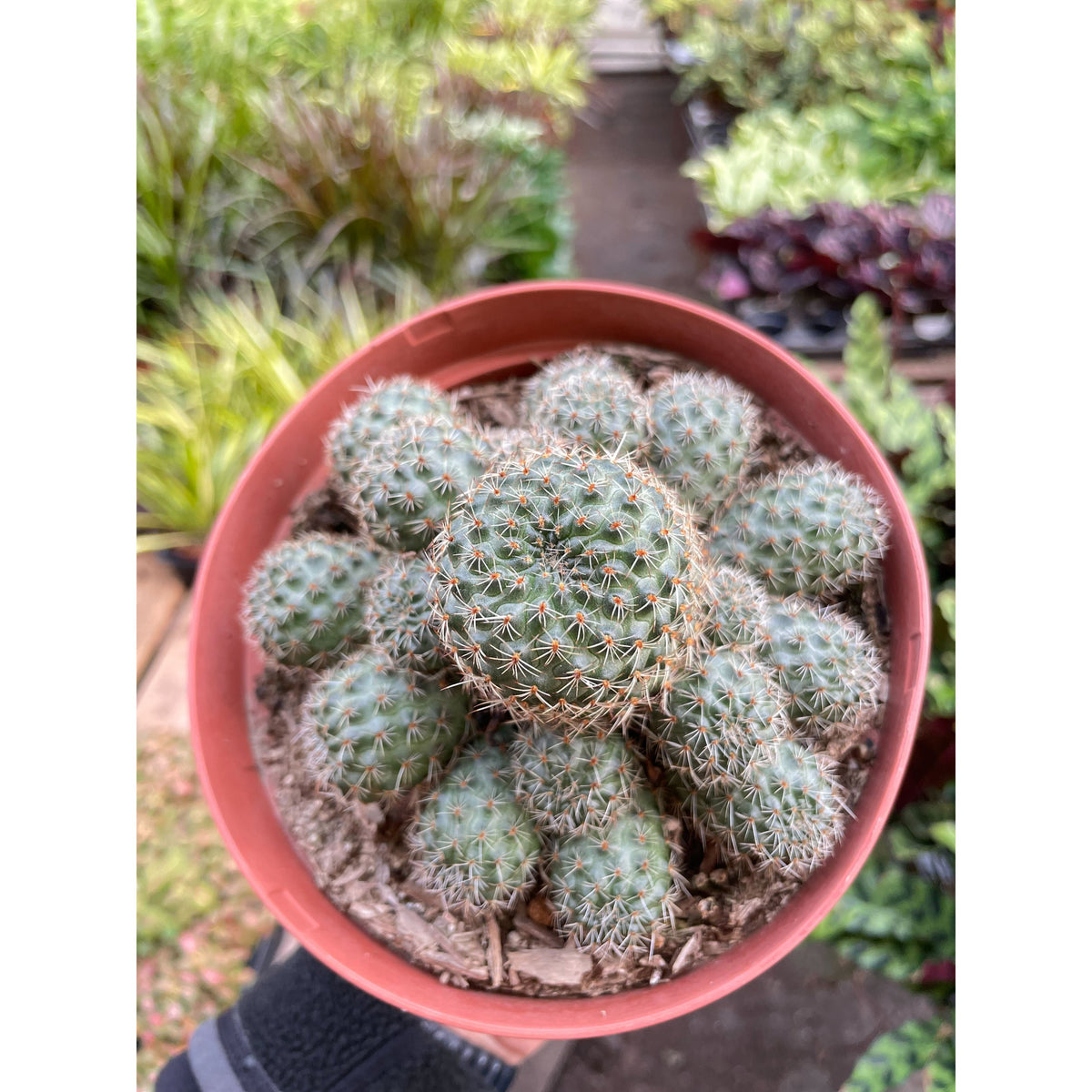 Rebutia Deminuta Sanguinea Cactus