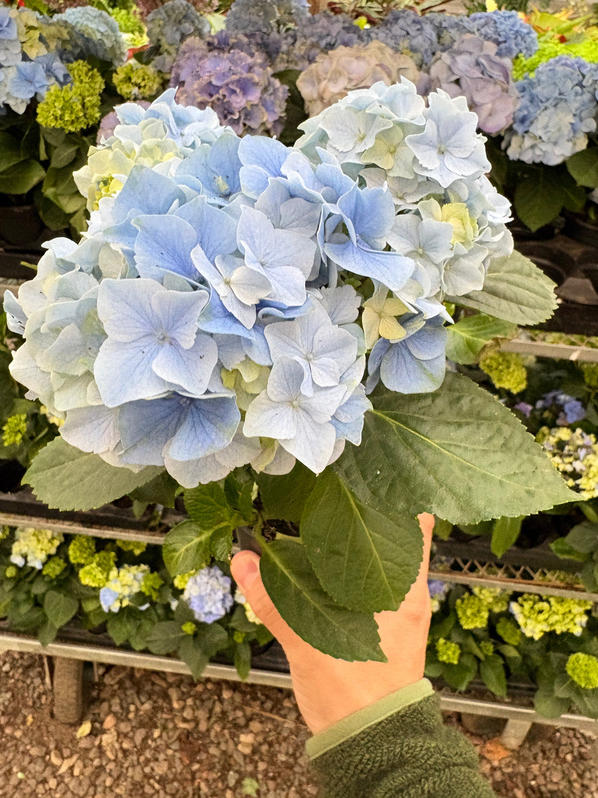 Blue Hydrangea