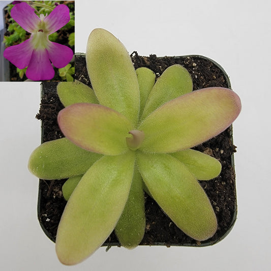 Pinguicula moranensis var. roseii