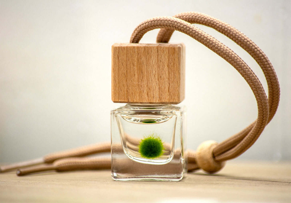 Hanging Square Glass Bottle Mini Terrarium with Wood Top