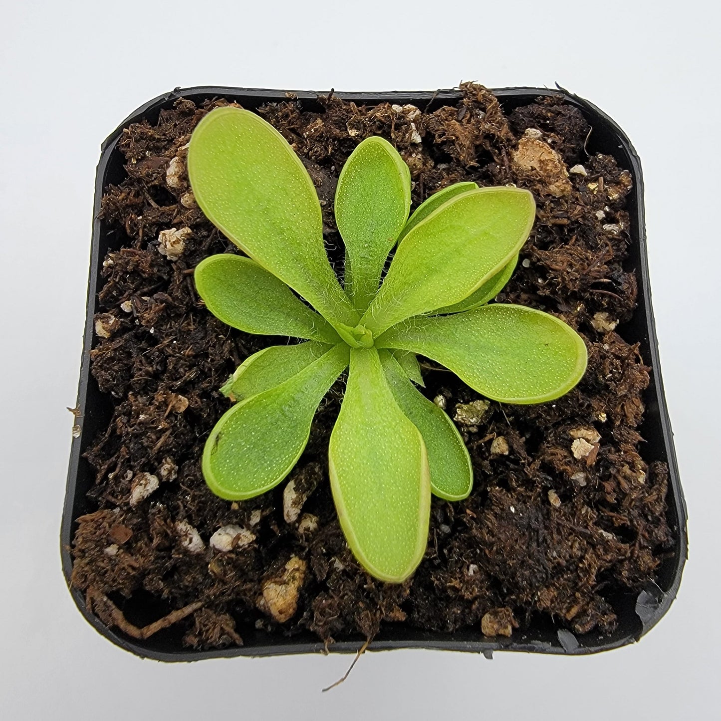 Pinguicula crassifolia