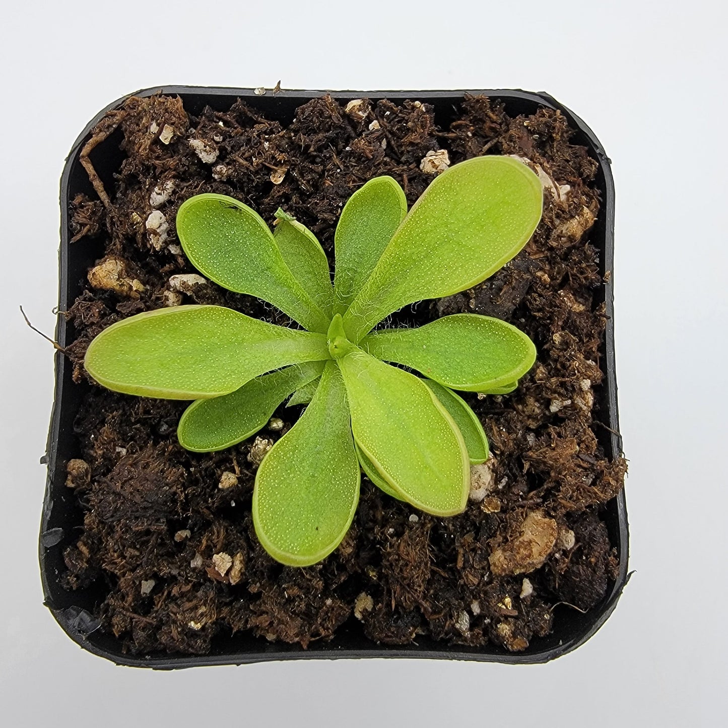 Pinguicula crassifolia