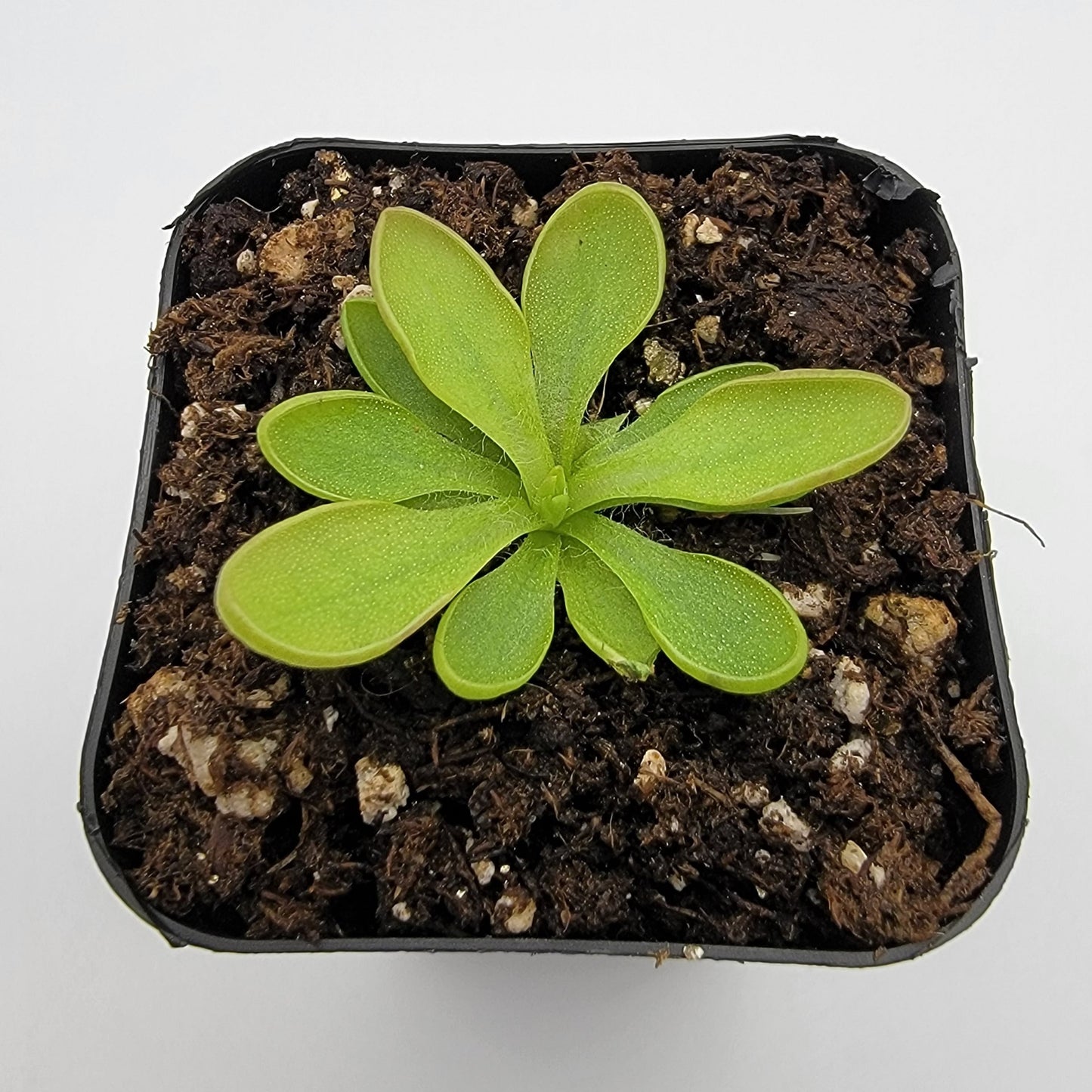 Pinguicula crassifolia