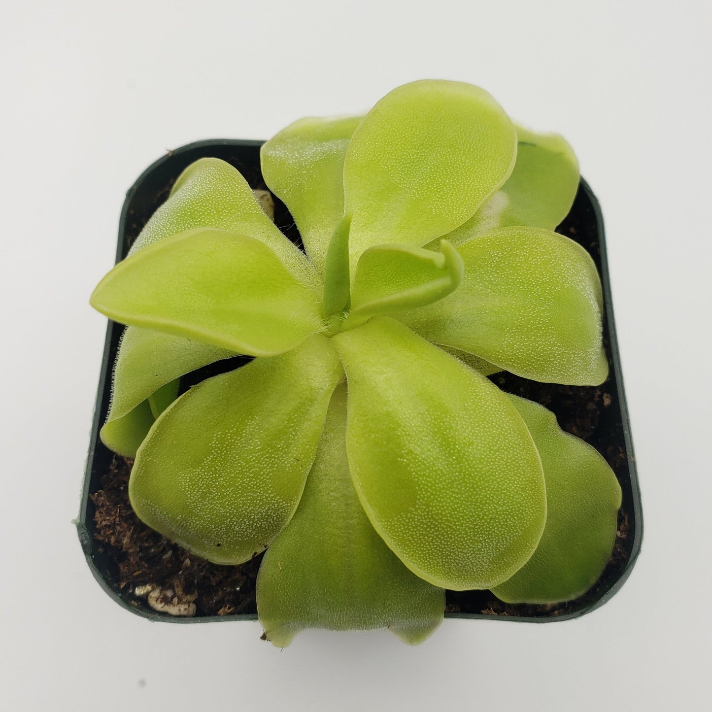 Pinguicula moranensis var. alba x elizabethiae