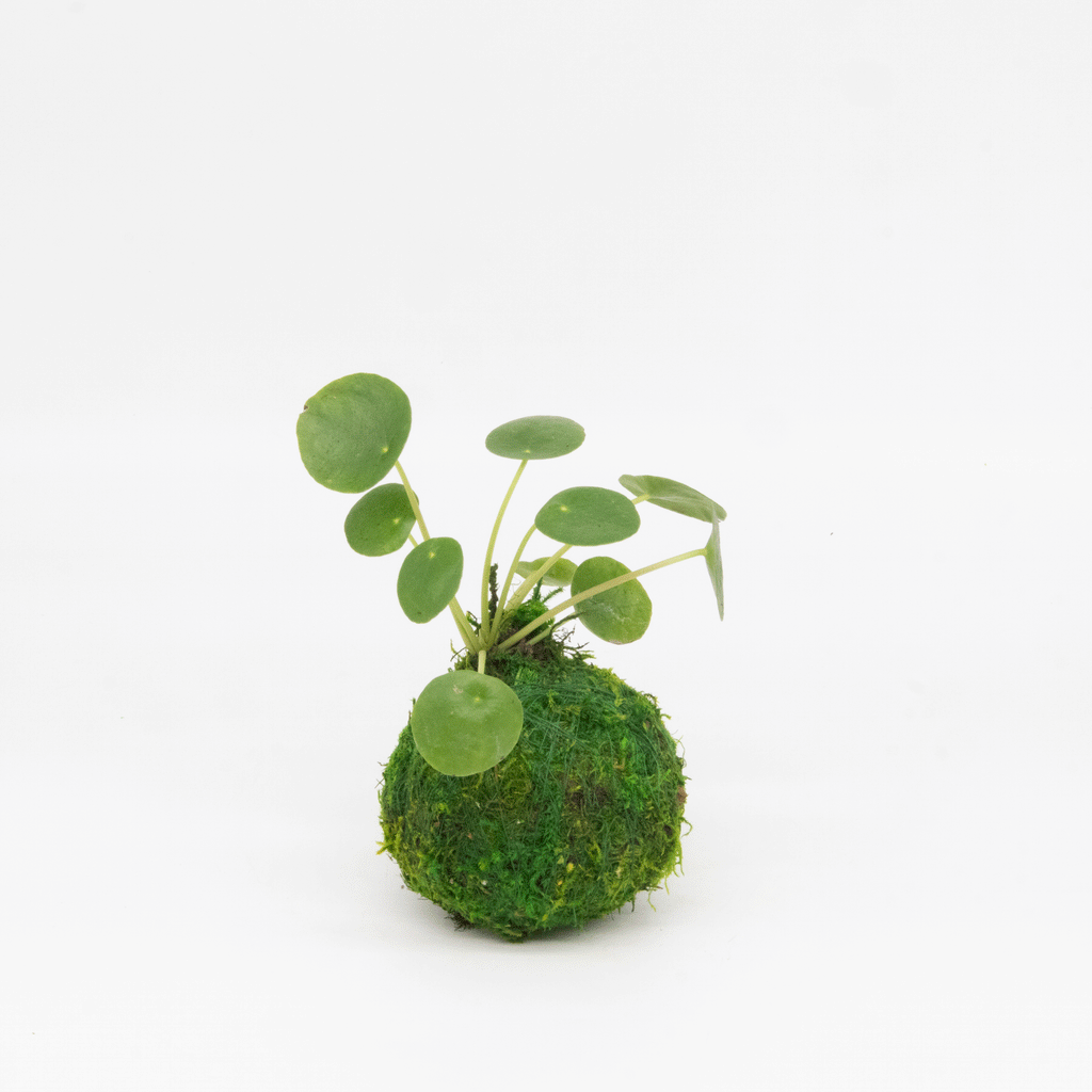 Mini Kokedama | Moss Ball Kokedamas