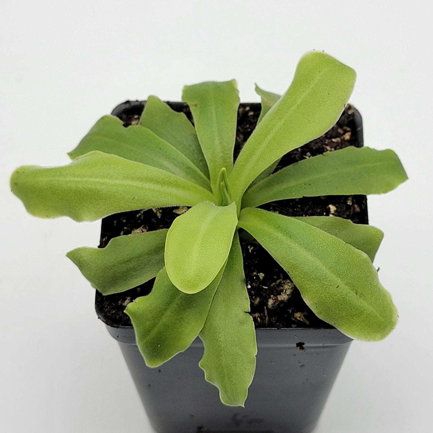Pinguicula 'ANPA A'