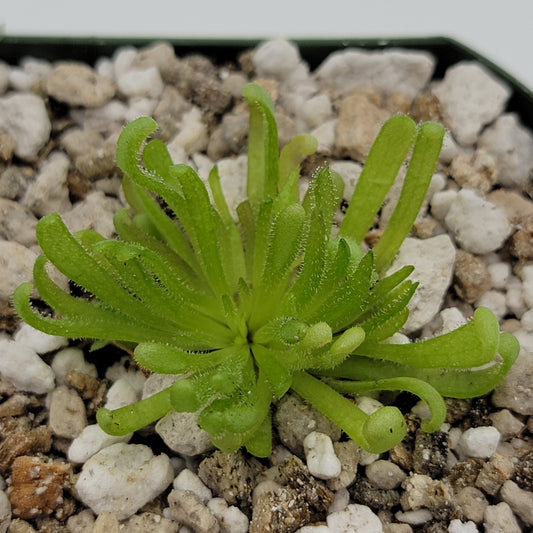 Pinguicula "Baby Medusa"