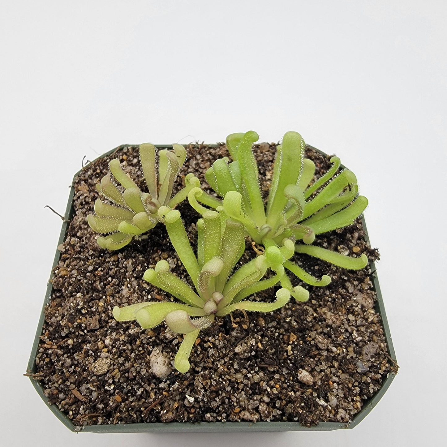 Pinguicula "Baby Medusa"