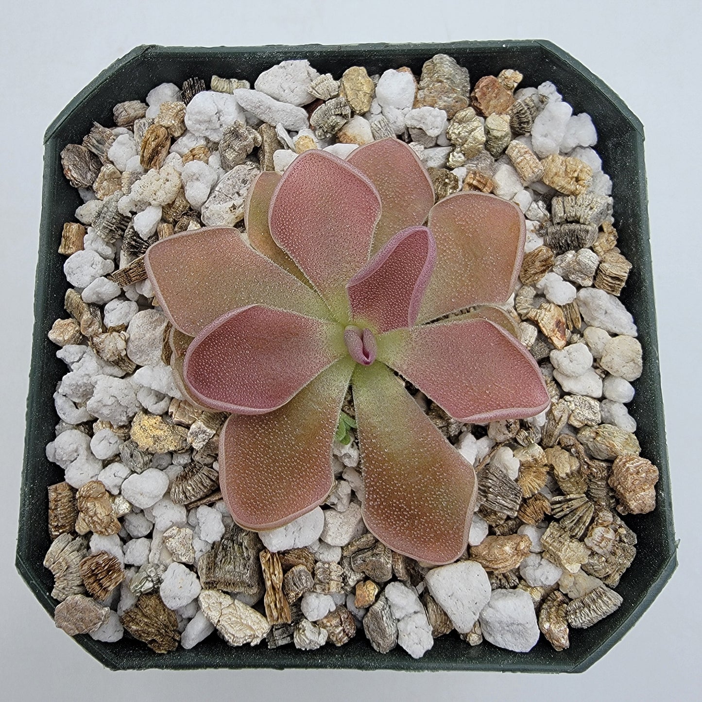 Pinguicula 'PE Formosa'