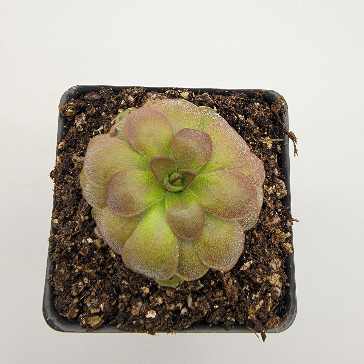 Pinguicula "Guatemala, 3100 m"