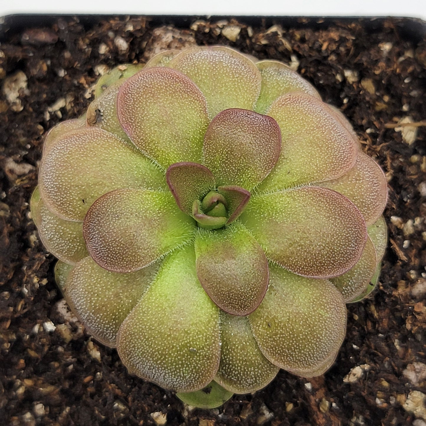 Pinguicula "Guatemala, 3100 m"