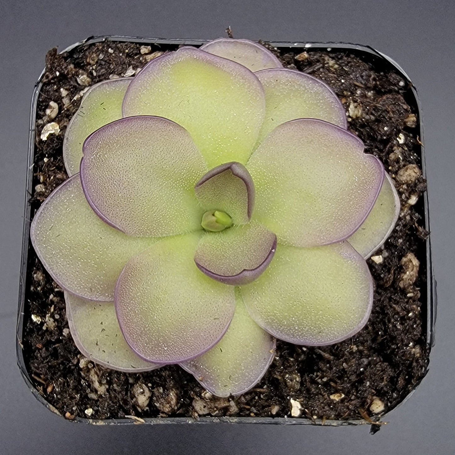 Pinguicula "Leilani" -Butterwort-