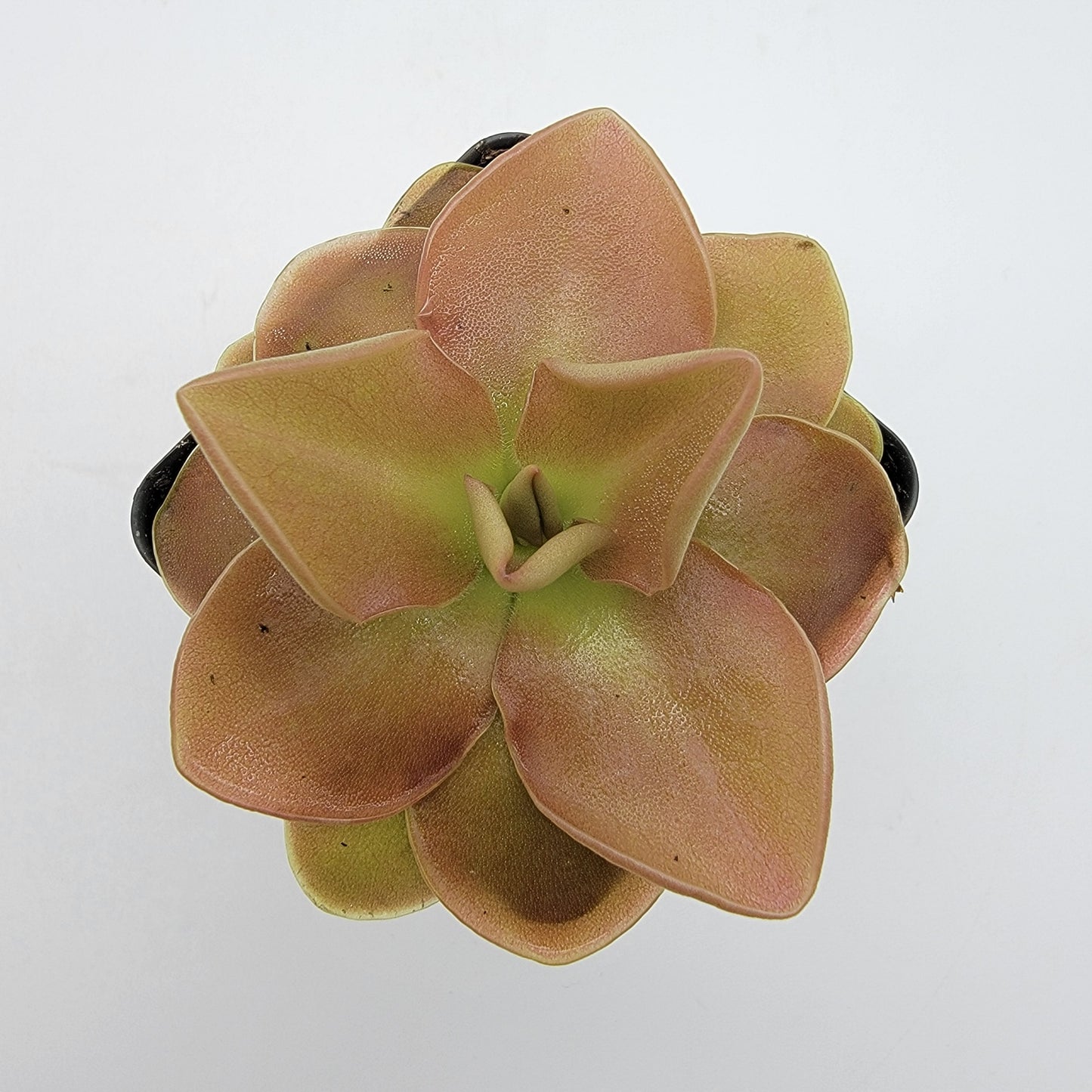 Pinguicula 'Sethos'