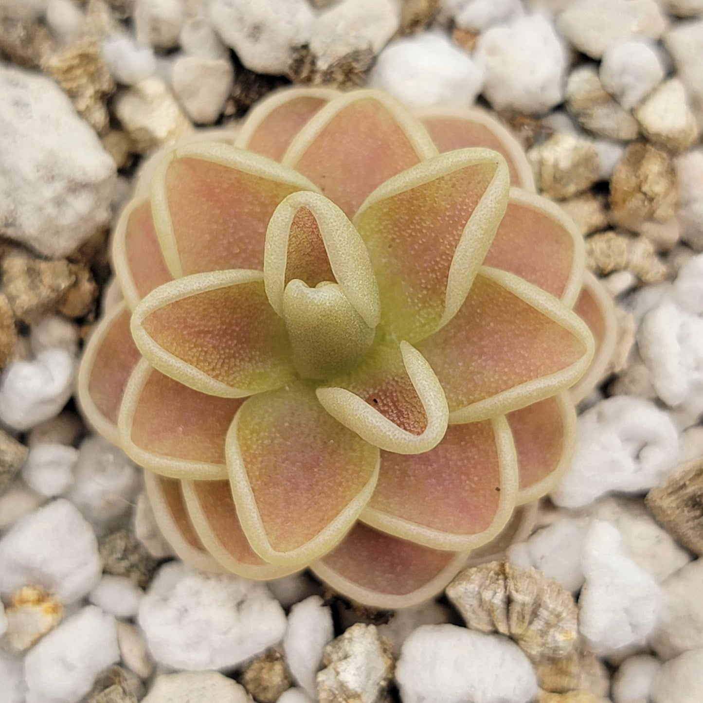 Pinguicula "Yucca Do 1713"