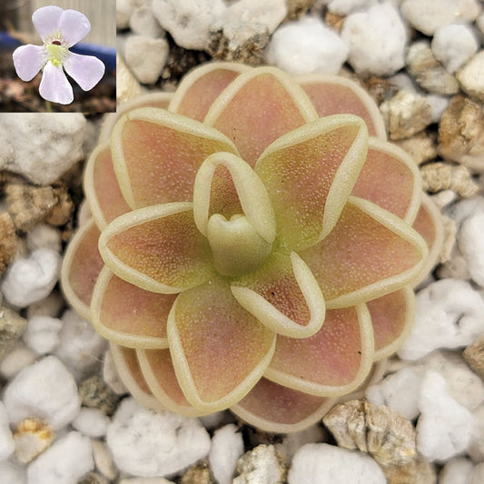 Pinguicula "Yucca Do 1713"