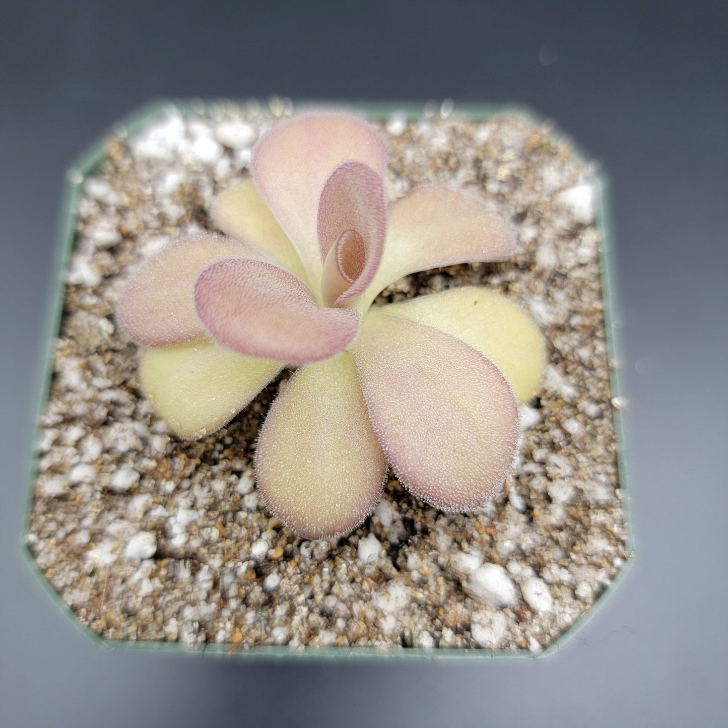 Pinguicula agnata "Scented Flower"