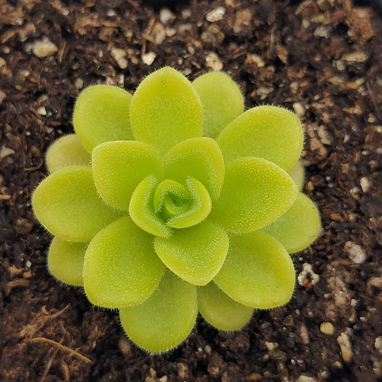 Pinguicula agnata 'True Blue'